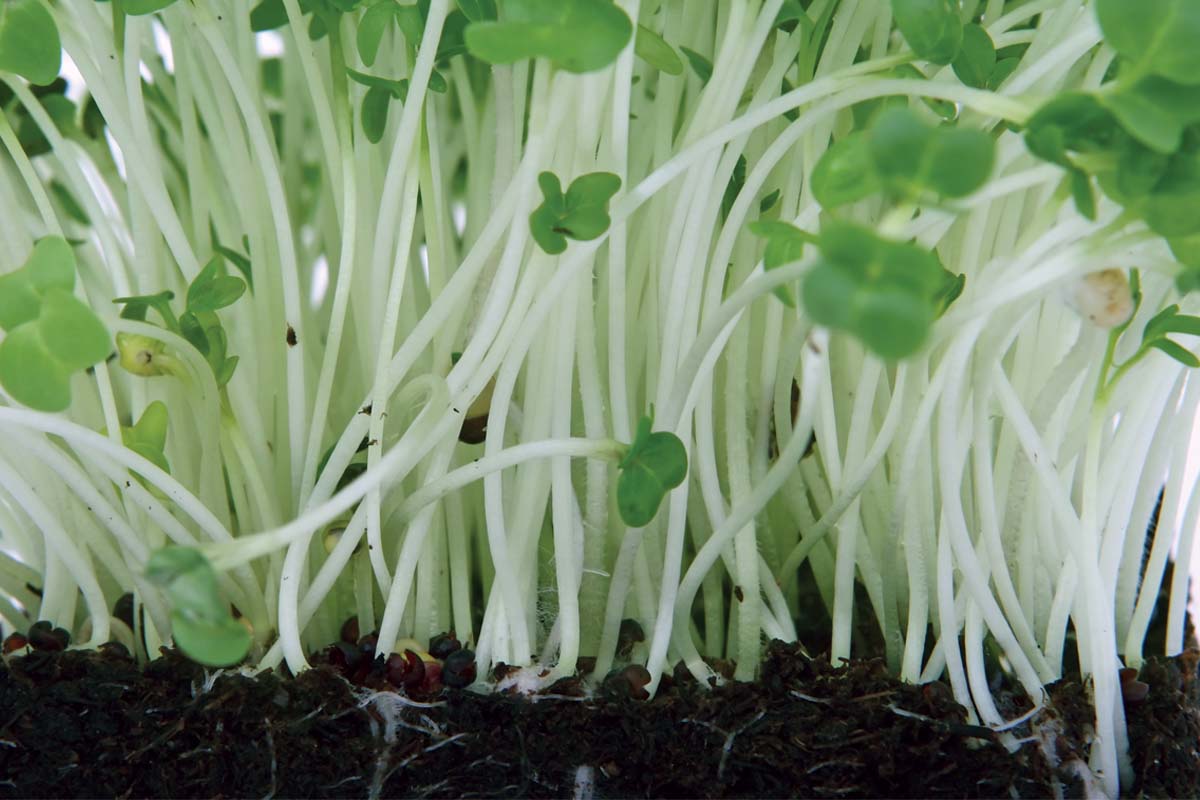 Genetically Modified Technology